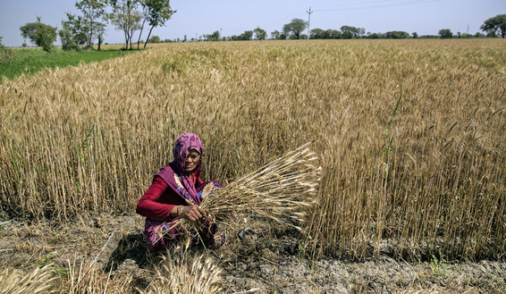 Indian woman working in a grain filed